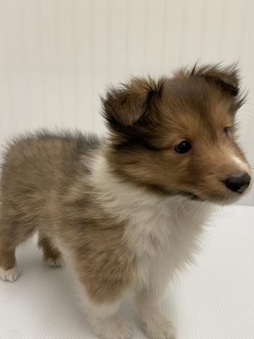 シェットランドシープドッグ