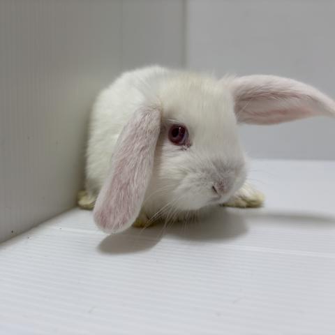 ホーランドロップ