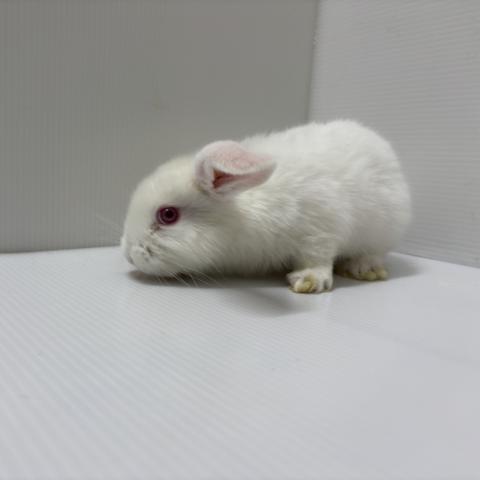 ホーランドロップ