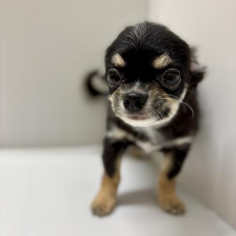 新潟県のチワワ(ロング) (ペットアミ 加茂店/2025年10月4日生まれ/男の子/ブラックホワイトタン)の子犬の1枚目の画像