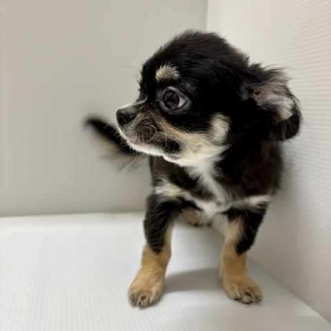 新潟県のチワワ(ロング) (ペットアミ 加茂店/2025年10月4日生まれ/男の子/ブラックホワイトタン)の子犬の2枚目の画像