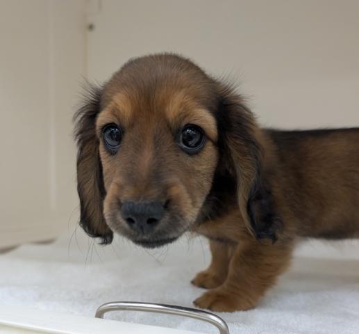 ミニチュアダックスフンド