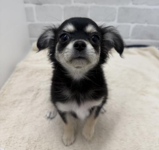 三重県のチワワ(ロング) (ペットアミ 松阪店/2025年11月28日生まれ/女の子/ブラックタン)の子犬の2枚目の画像