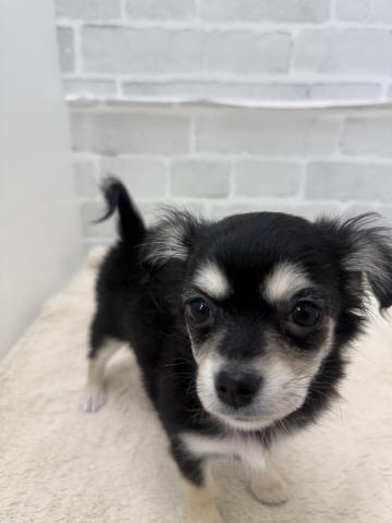 三重県のチワワ(ロング) (ペットアミ 松阪店/2025年11月28日生まれ/女の子/ブラックタン)の子犬の3枚目の画像