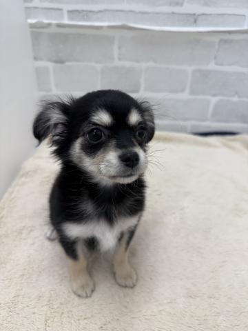 三重県のチワワ(ロング) (ペットアミ 松阪店/2025年11月28日生まれ/女の子/ブラックタン)の子犬の4枚目の画像