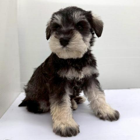 ミニチュアシュナウザー