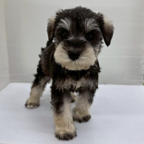 ミニチュアシュナウザー