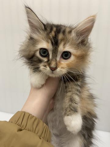 岩手県のサイベリアン (ペットアミ 北上店/2025年12月15日生まれ/女の子/キャリコ)の子猫の2枚目の画像