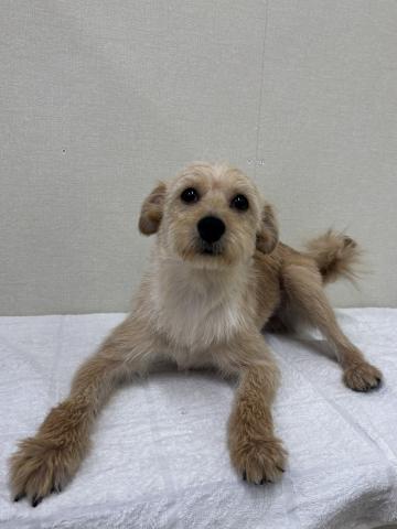 ポメラニアン✕トイプードル