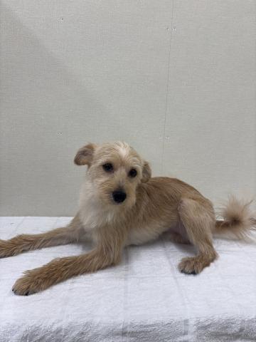 ポメラニアン✕トイプードル