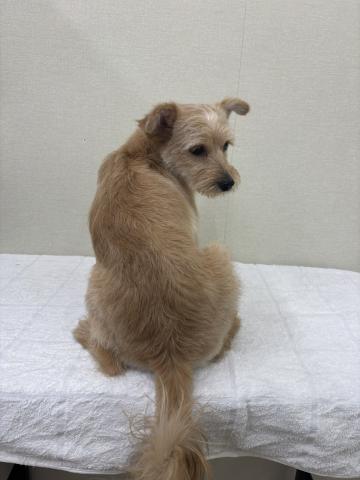 ポメラニアン✕トイプードル