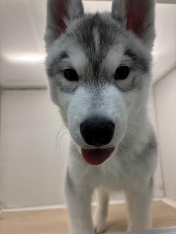 シベリアンハスキー