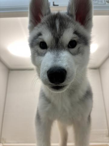 シベリアンハスキー