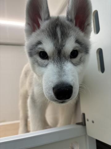 シベリアンハスキー