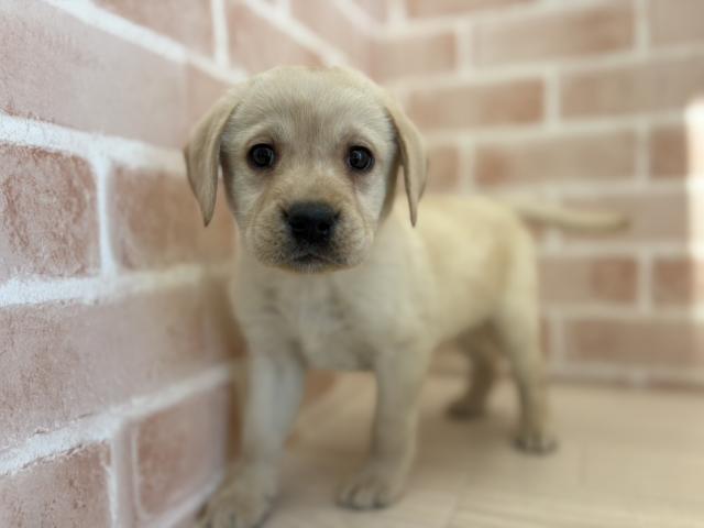 ラブラドールレトリーバー