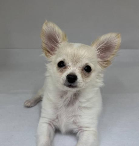 三重県のチワワ(ロング) (ペットアミ 明和店/2025年12月1日生まれ/男の子/ホワイトクリーム)の子犬