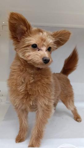 ハーフ犬(ポメラニアン×トイプードル)