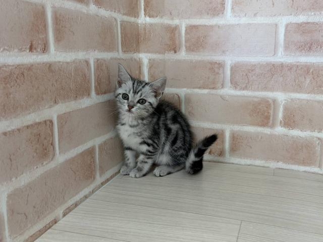 アメリカンショートヘアー