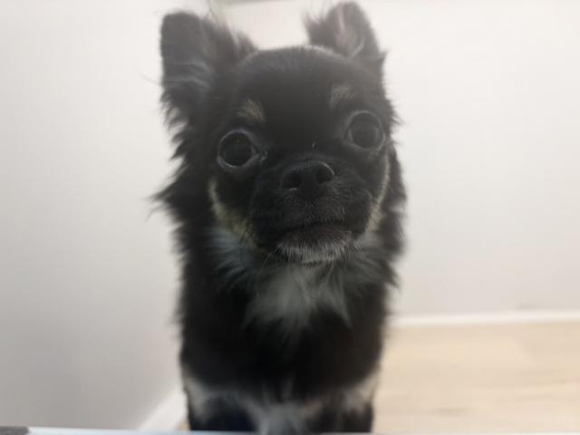 チワワ（ロングコート）