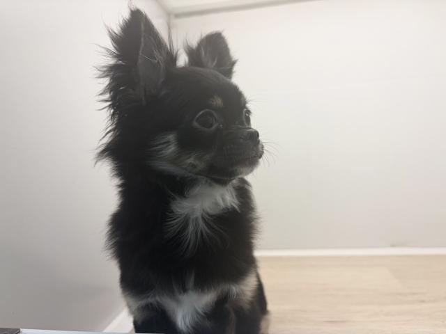 チワワ（ロングコート）