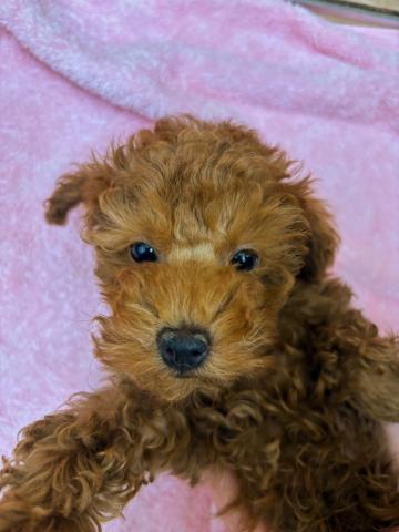 福島県のトイプードル(トイ) (ペットアミ 安達店/2025年12月25日生まれ/男の子/レッド)の子犬