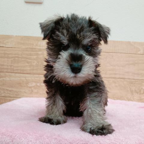 福島県のミニチュアシュナウザー (ペットアミ 安達店/2025年11月14日生まれ/男の子/ソルトペッパー)の子犬