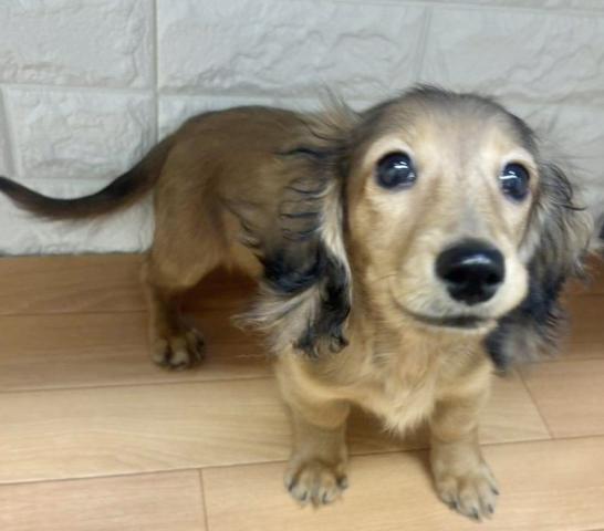 新潟県のミニチュアダックスフンド(ロング) (ペットアミ 小千谷店/2025年10月21日生まれ/女の子/レッド)の子犬の2枚目の画像