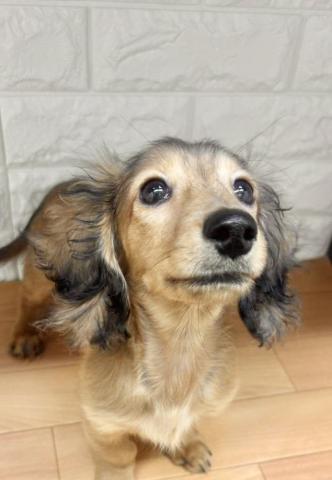 新潟県のミニチュアダックスフンド(ロング) (ペットアミ 小千谷店/2025年10月21日生まれ/女の子/レッド)の子犬の3枚目の画像