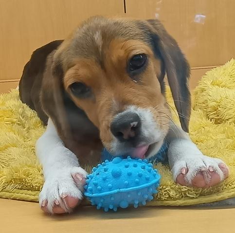 新潟県のビーグル (ペットアミ 六日町店/2025年11月1日生まれ/女の子/ブラックホワイトタン)の子犬の1枚目の画像