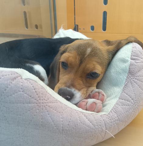 新潟県のビーグル (ペットアミ 六日町店/2025年11月1日生まれ/女の子/ブラックホワイトタン)の子犬の2枚目の画像