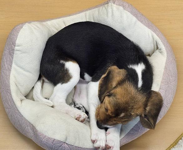 新潟県のビーグル (ペットアミ 六日町店/2025年11月1日生まれ/女の子/ブラックホワイトタン)の子犬の3枚目の画像