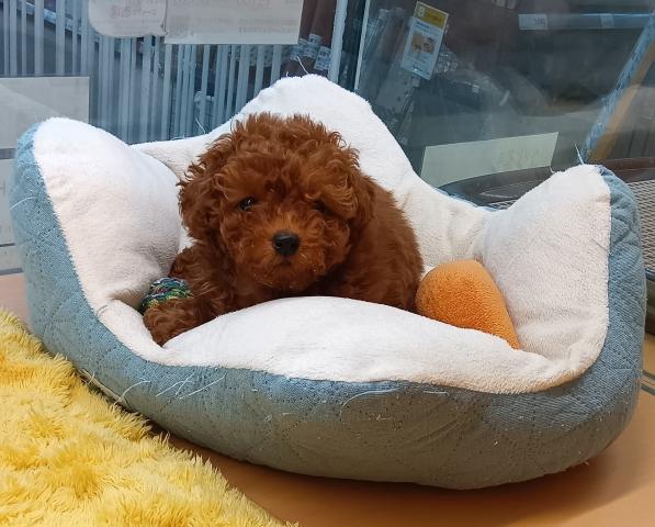 新潟県のトイプードル(トイ) (ペットアミ 六日町店/2025年11月19日生まれ/男の子/レッドフォーン)の子犬の2枚目の画像