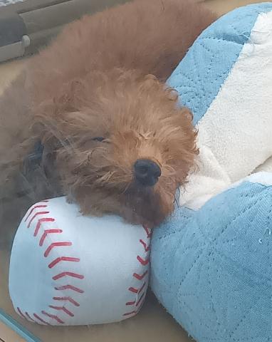 新潟県のトイプードル(トイ) (ペットアミ 六日町店/2025年11月19日生まれ/男の子/レッドフォーン)の子犬の4枚目の画像