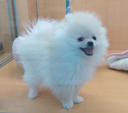 新潟県のポメラニアン (ペットアミ 六日町店/2025年12月19日生まれ/男の子/クリーム)の子犬の1枚目の画像