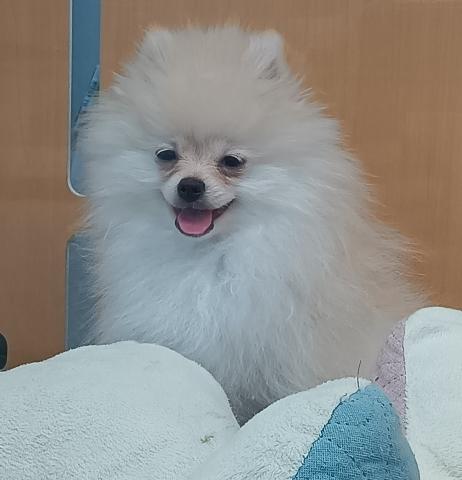 新潟県のポメラニアン (ペットアミ 六日町店/2025年12月19日生まれ/男の子/クリーム)の子犬の2枚目の画像