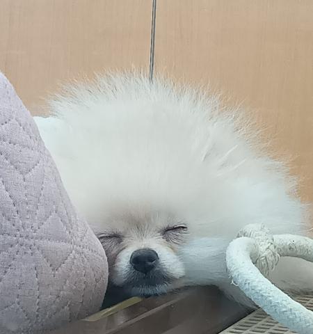 新潟県のポメラニアン (ペットアミ 六日町店/2025年12月19日生まれ/男の子/クリーム)の子犬の3枚目の画像