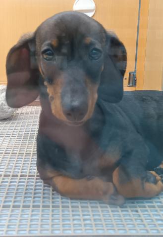 新潟県のスタンダードダックスフンド(ロング) (ペットアミ 六日町店/2025年11月9日生まれ/女の子/レッド)の子犬の2枚目の画像