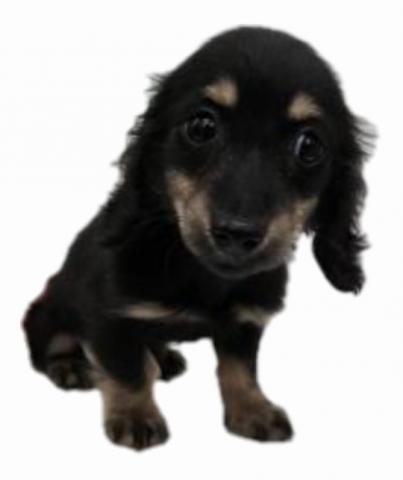 ミニチュアダックスフンド