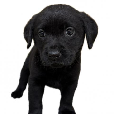 ラブラドールレトリーバー