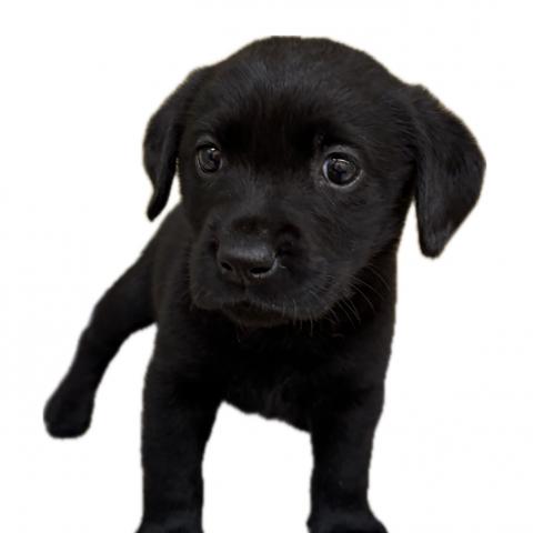 三重県のラブラドールレトリーバー (ペットアミ 松阪店/2026年1月2日生まれ/男の子/ブラック)の子犬の2枚目の画像