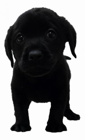 三重県のラブラドールレトリーバー (ペットアミ 松阪店/2026年1月2日生まれ/男の子/ブラック)の子犬の3枚目の画像