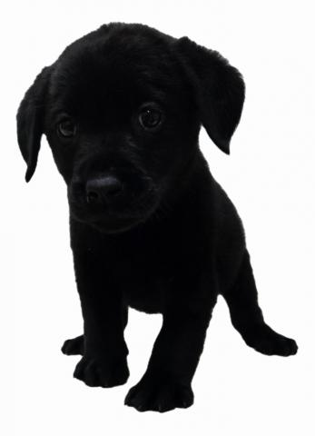 三重県のラブラドールレトリーバー (ペットアミ 松阪店/2026年1月2日生まれ/男の子/ブラック)の子犬の4枚目の画像