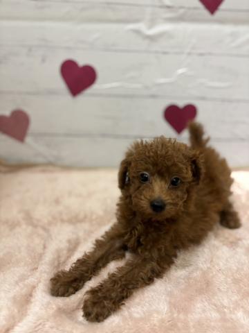 トイプードル子犬