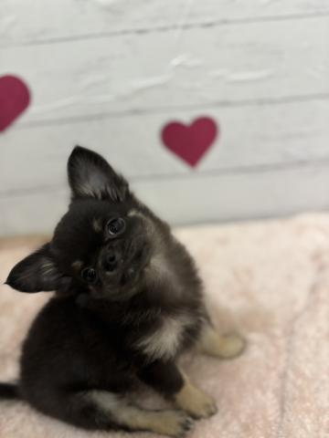 群馬県のチワワ(ロング) (ペットアミ 前橋店/2025年11月22日生まれ/男の子/ブラックタン)の子犬の1枚目の画像