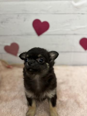 群馬県のチワワ(ロング) (ペットアミ 前橋店/2025年11月22日生まれ/男の子/ブラックタン)の子犬の2枚目の画像