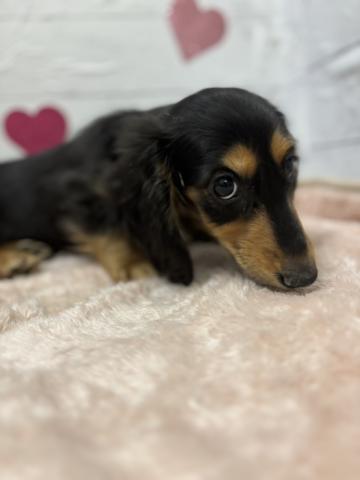 ミニチュアダックスフンド子犬