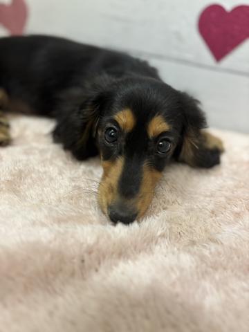 ミニチュアダックスフンド子犬