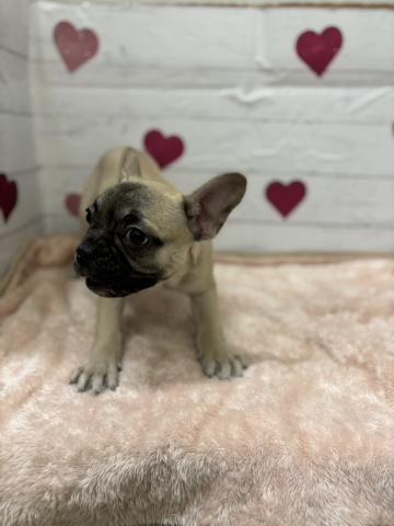 フレンチブルドッグ子犬