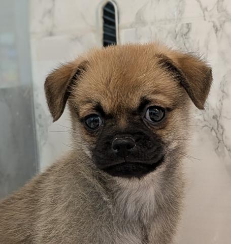 MIXポメラニアン×パグ