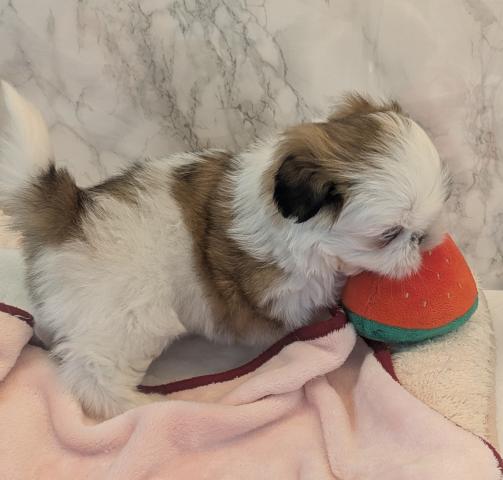 埼玉県のシーズー (NICO PET 三郷店/2025年12月10日生まれ/男の子/ホワイトゴールド)の子犬の4枚目の画像